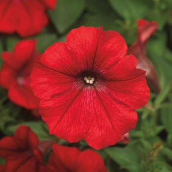 Petunia Dekko™ '' (117333)