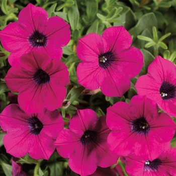 Petunia Dekko™ '' (117334)