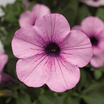 Petunia Dekko™ '' (117335)