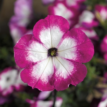 Petunia Sanguna® 'Patio Radiant Rose' (117388)