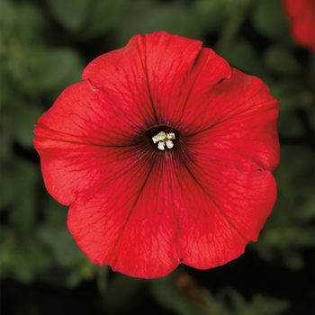 Petunia Sanguna® 'Patio Red' (117391)