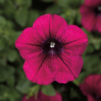 Petunia Sanguna® 'Patio Purple' (117392)