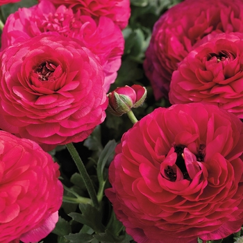 Ranunculus asiaticus Mache™ 'Rose' (117449)