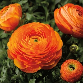 Ranunculus asiaticus Mache™ 'Orange' (117453)