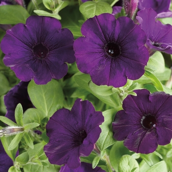 Petunia Sanguna® 'Patio Blue' (117486)