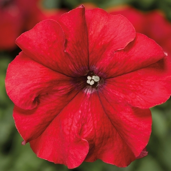 Petunia grandiflora Duvet™ '' (117501)