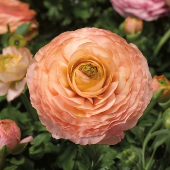 Ranunculus asiaticus Magic™ 'Pink & Peach' (117549)