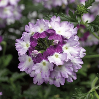 Verbena Lanai® Twister™ Purple '' (117561)