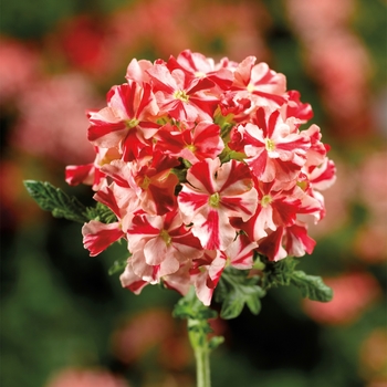 Verbena Lanai® Compact 'Red Star' (117564)