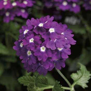 Verbena Lanai® Upright Purple w/Eye Imp. '' (117577)