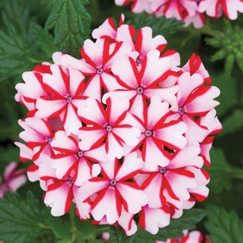 Verbena Lanai® 'Candy Cane' (117585)