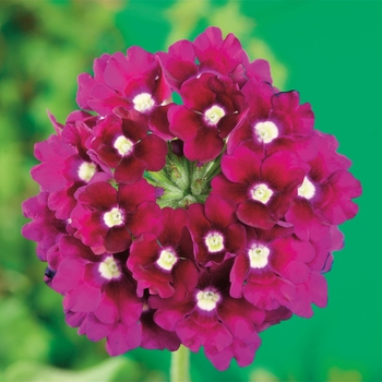 Verbena Lanai® 'Royal Purple w/Eye' (117588)