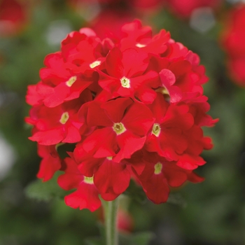 Verbena Lanai® 'Scarlet w/Eye' (117589)