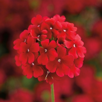 Verbena Lanai® 'Early Dark Red' (117591)