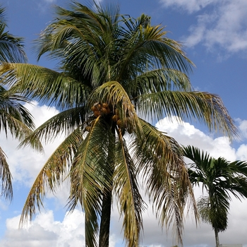 Cocos nucifera '' (117712)