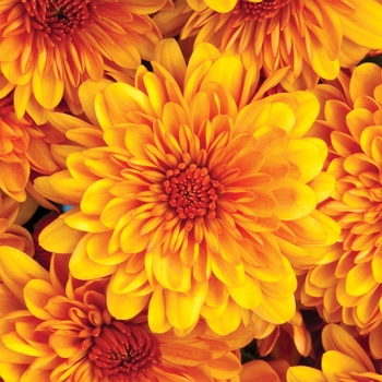 Chrysanthemum x morifolium 'Cheryl™ Spicy Orange' (117903)