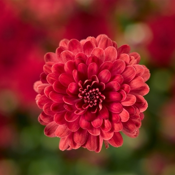 Chrysanthemum x morifolium Danielle™ '' (117909)