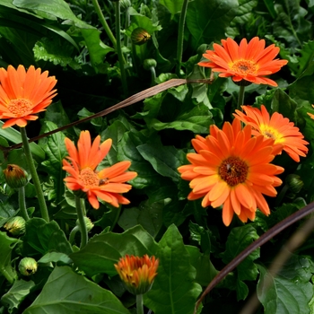 Gerbera Drakensberg Daisy™ 'Electric Orange' (117981)