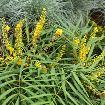 Mahonia eurybracteata 'Soft Caress' (117984)