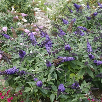 Buddleia 'Pugster Blue®' (118127)