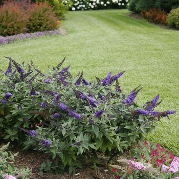 Buddleia 'Pugster Blue®' (118128)