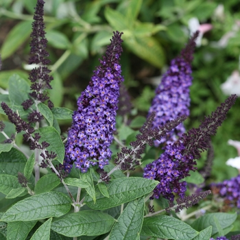 Buddleia 'Pugster Blue®' (118129)