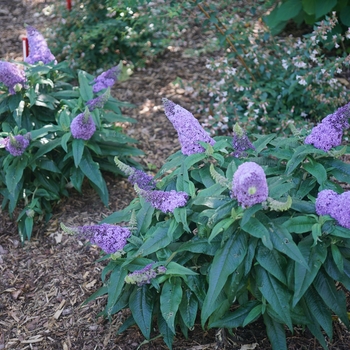 Buddleia Pugster® '' (118131)