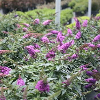 Buddleia 'Pugster Periwinkle®' (118133)