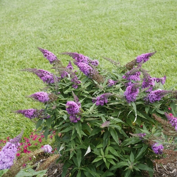 Buddleia 'Pugster Periwinkle®' (118135)