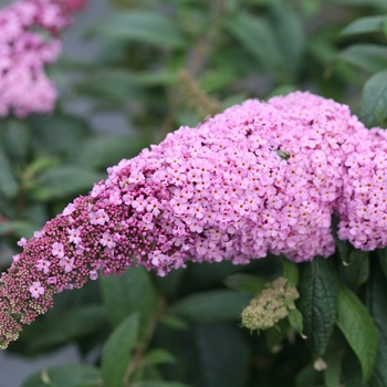 Buddleia 'Pugster Pink®' (118137)