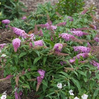 Buddleia 'Pugster Pink®' (118138)