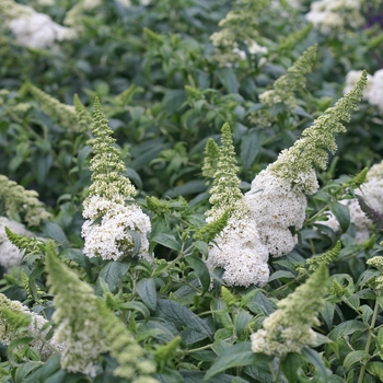 Buddleia 'Pugster White®' (118141)