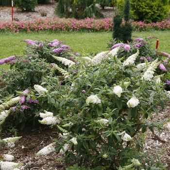 Buddleia 'Pugster White®' (118142)