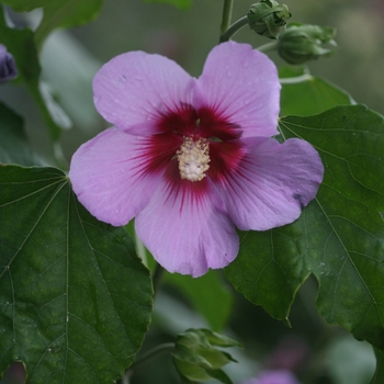 Hibiscus 'Full Blast®' (118261)