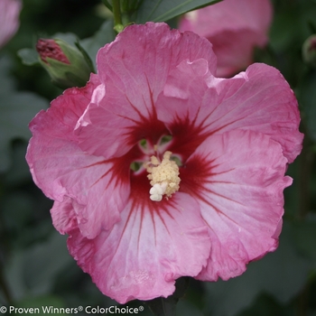 Hibiscus syriacus 'Ruffled Satin®' (118269)