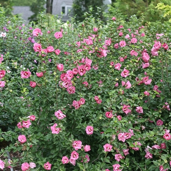 Hibiscus syriacus 'Ruffled Satin®' (118270)