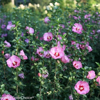 Hibiscus syriacus 'Ruffled Satin®' (118271)