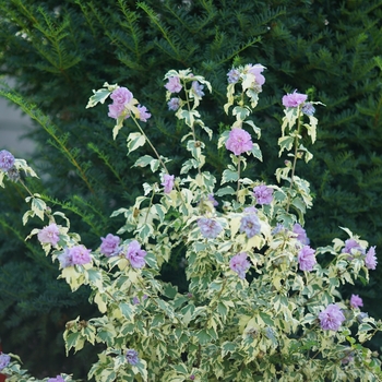 Hibiscus syriacus 'Sugar Tip® Gold' (118313)