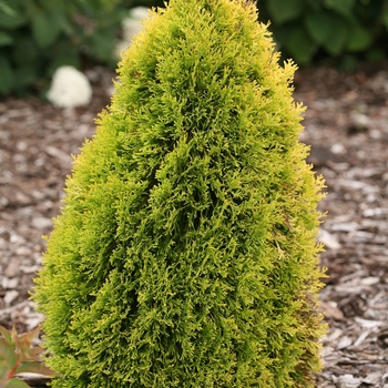 Thuja occidentalis 'Filips Magic Moment' (118315)