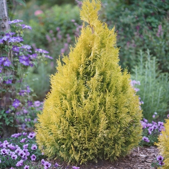 Thuja plicata 'Fluffy®' (118318)