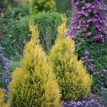 Thuja plicata 'Fluffy®' (118319)