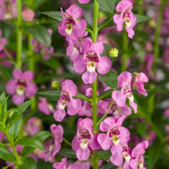 Angelonia Angelface® 'Super Pink' (118346)