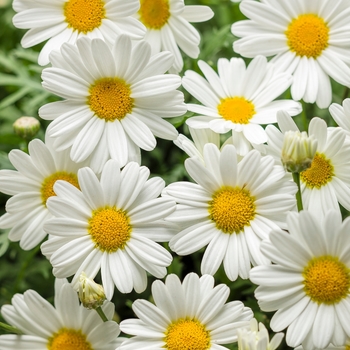 Argyranthemum frutescens 'Pure White Butterfly®' (118375)