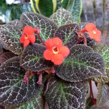 Episcia cupreata