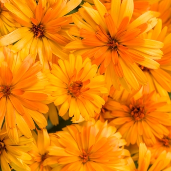 Calendula officinalis Lady Godiva® 'Orange' (118606)