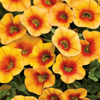 Calibrachoa Superbells® 'Apricot Punch' (118610)