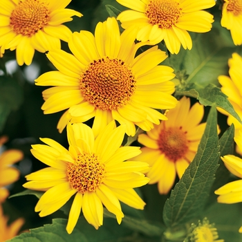 Heliopsis helianthoides 'Tuscan Sun' (118617)