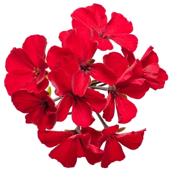 Pelargonium Timeless™ 'Fire' (118622)