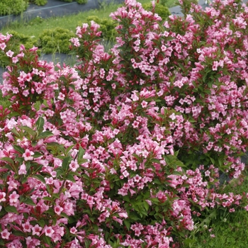 Weigela florida 'Czechmark Twopink®' (118626)