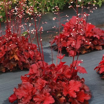 Heuchera Forever® 'Red' (118628)